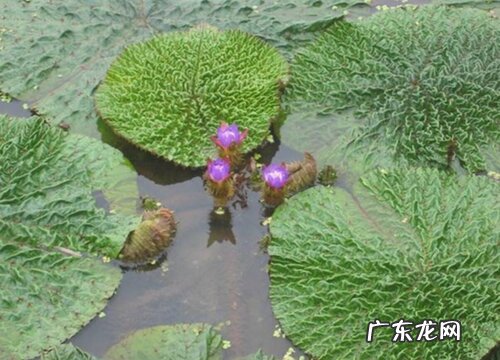 鸡头米是什么植物类别