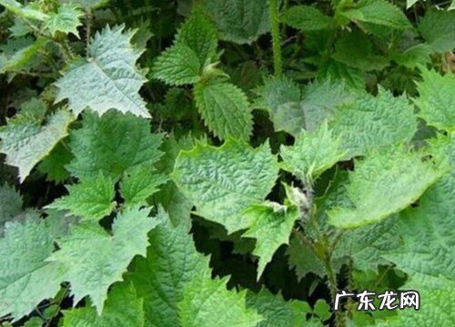 荨麻是什么植物类别