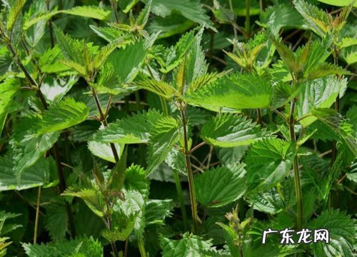 荨麻是什么植物类别