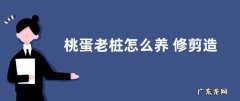 桃蛋老桩怎么养 修剪造型与养殖方法
