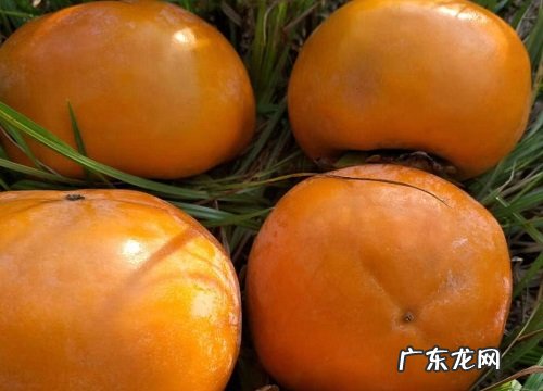 溆浦盛产什么水果