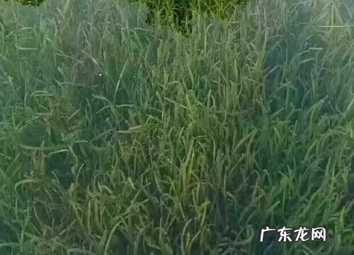 苦草是什么植物 属于什么科植物