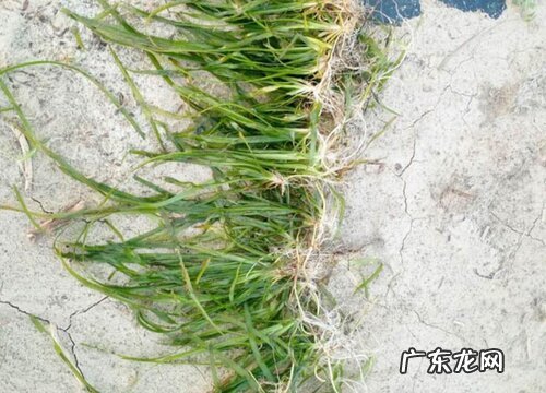 苦草是什么植物 属于什么科植物