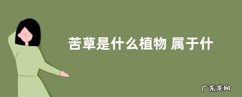 苦草是什么植物 属于什么科植物