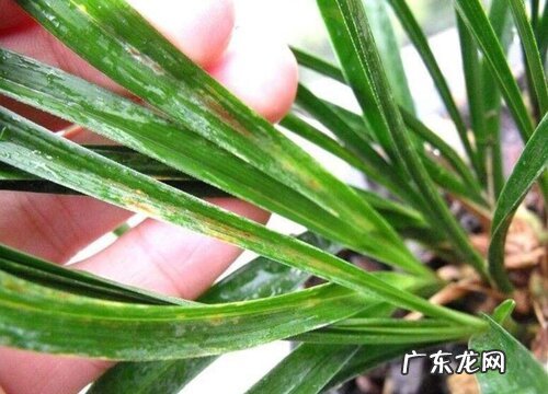 兰花叶子发黄是什么原因 怎么处理与解决