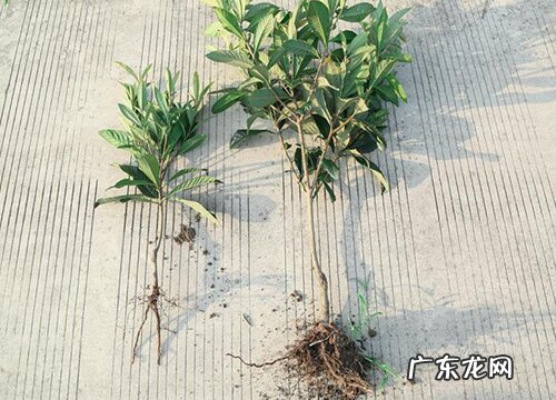 枇杷树冬天落叶吗