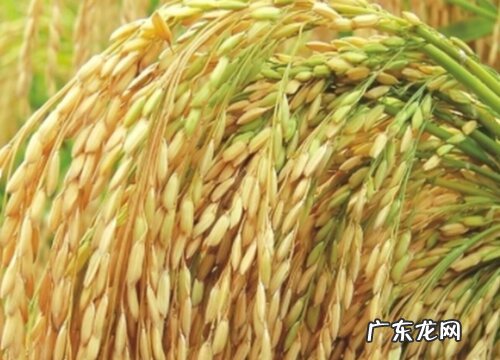 嘉禾是什么植物 属于什么科植物