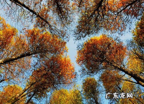 红松是什么植物 属于什么科植物