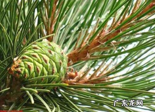 红松是什么植物 属于什么科植物