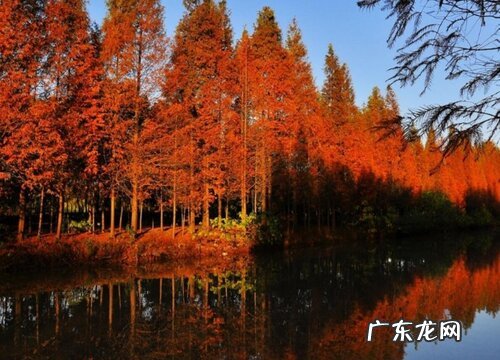 红松是什么植物 属于什么科植物