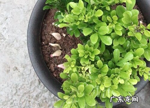 米兰有毒吗 可以放在室内养吗