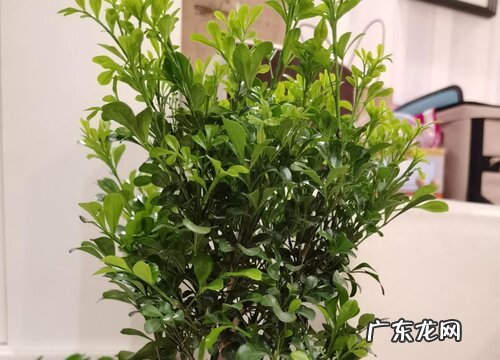 米兰有毒吗 可以放在室内养吗