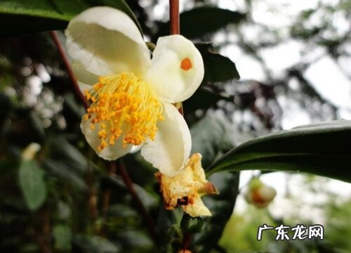 茶叶树开花好不好