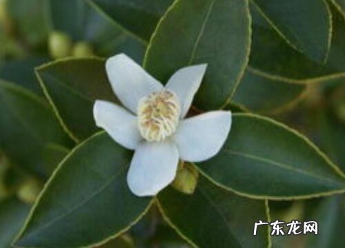 茶叶树开花好不好