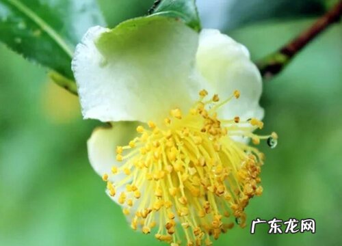 茶叶树开花好不好