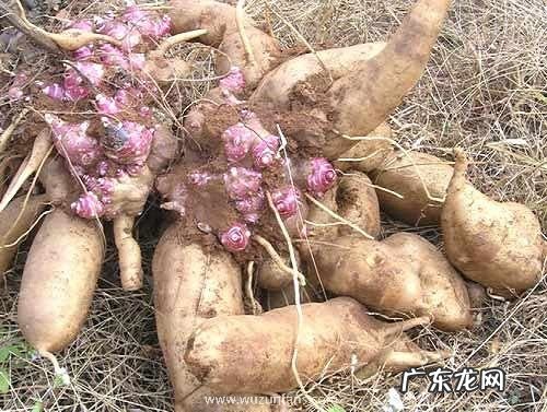 雪莲果怎么留种子 自己收集与获得种子方法