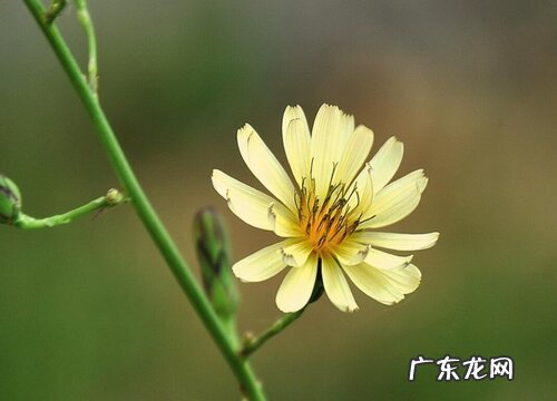 苦菜花什么时候开花