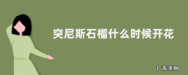 突尼斯石榴什么时候开花