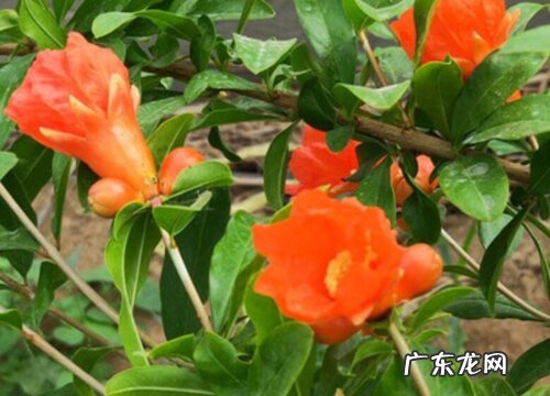 突尼斯石榴什么时候开花