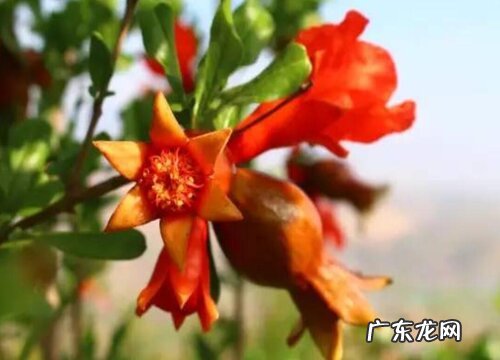 突尼斯石榴什么时候开花