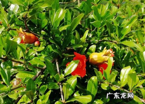 突尼斯石榴什么时候开花