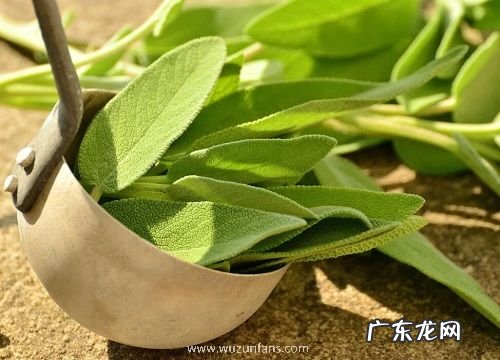 抹茶是什么植物 属于什么科植物