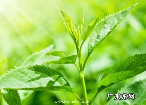 抹茶是什么植物 属于什么科植物