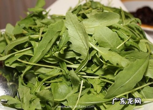 抹茶是什么植物 属于什么科植物