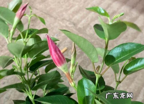 飘香藤有种子吗