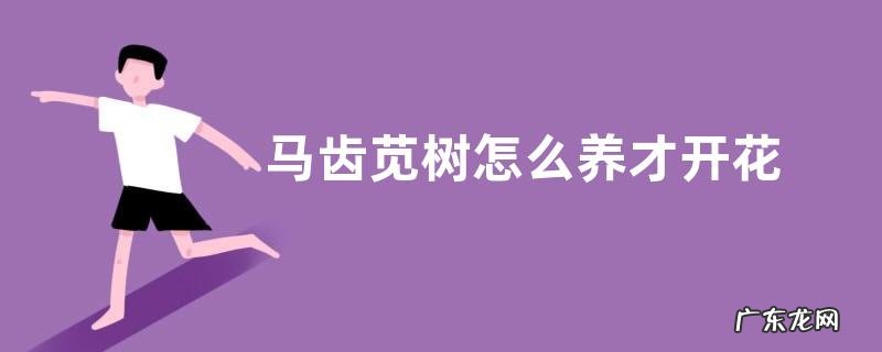 马齿苋树怎么养才开花