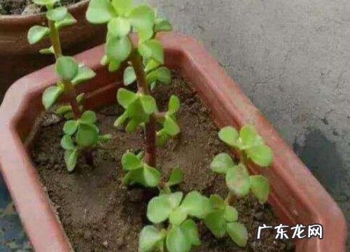 马齿苋树怎么养才开花