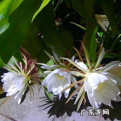 一天的时间内 昙花什么时候开花