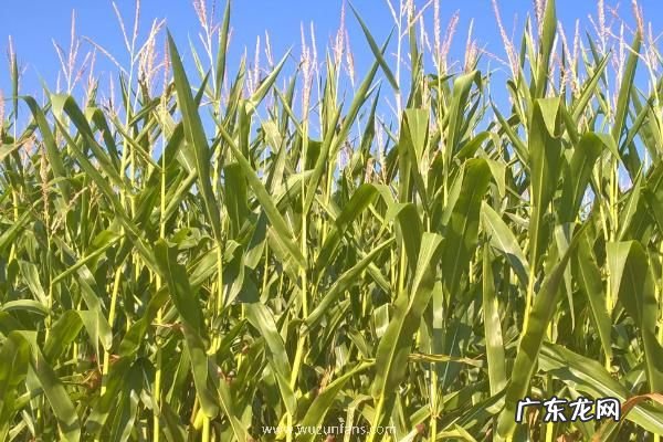 登海685玉米种简介