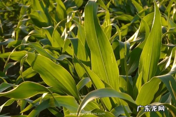 登海685玉米种简介