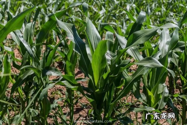 登海685玉米种简介