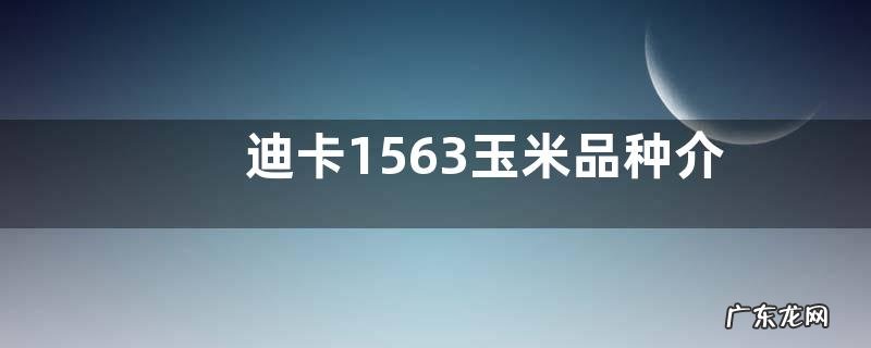 迪卡1563玉米品种介绍
