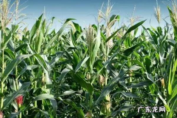 迪卡1563玉米品种介绍