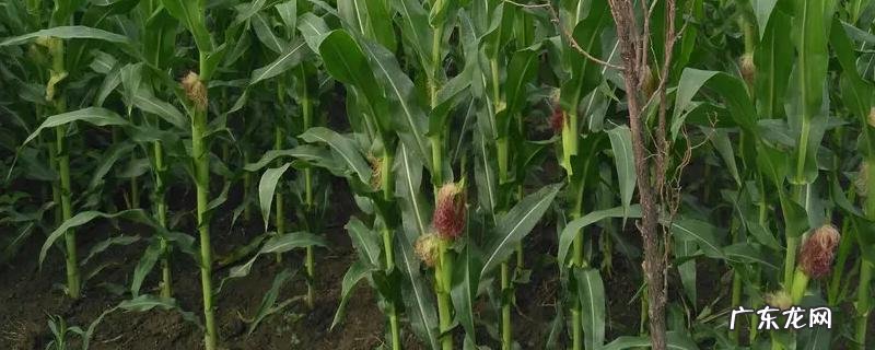 迪卡1563玉米品种介绍