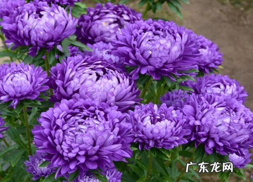表示诚实的花 花语代表诚实的花