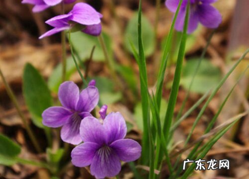表示诚实的花 花语代表诚实的花