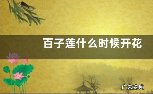 百子莲什么时候开花