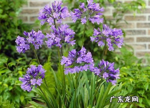 百子莲什么时候开花