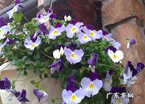 角堇耐寒多少度