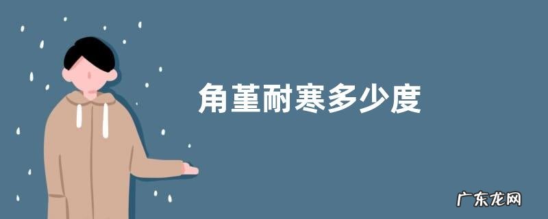 角堇耐寒多少度