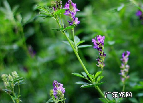 苜蓿花是什么颜色的