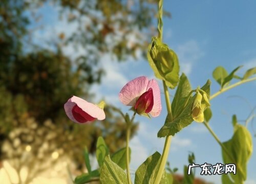 看豆花怎么养殖方法