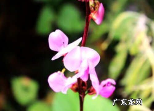 看豆花怎么养殖方法