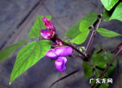 看豆花怎么养殖方法