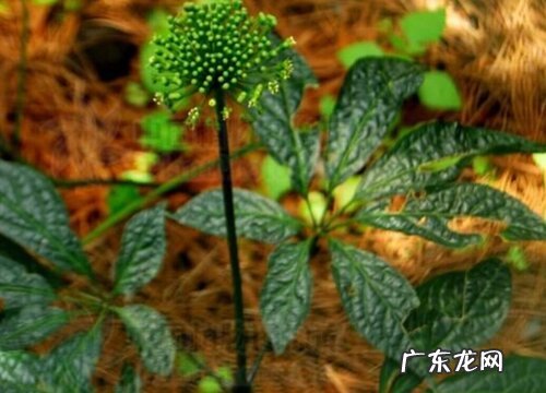 三七花什么时候开花 开花是什么样子