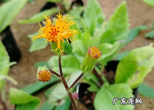 三七花什么时候开花 开花是什么样子